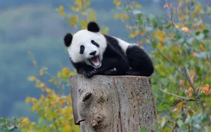 Adorable Panda Wallpaper On Laptop Screen Wallpaper