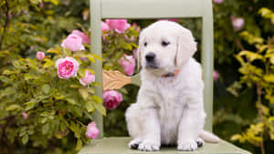 Adorable Pink Puppies Wallpaper