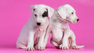 Adorable Pink Puppies Enjoying Sweet Summertime Fun Wallpaper