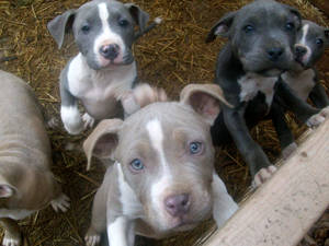 Adorable Pitbull Puppies Enjoying Mealtime Wallpaper