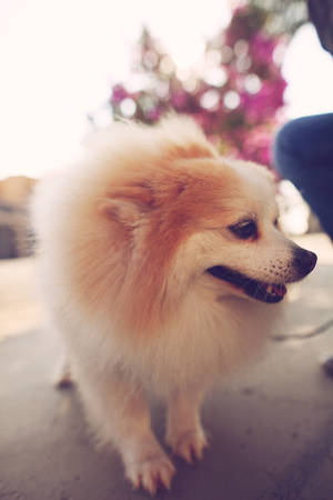 Adorable Pomeranian Puppy In High Resolution Wallpaper