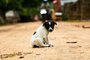 Adorable Puppy Expressing Discontent Wallpaper