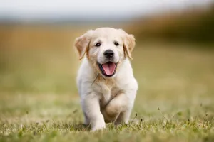 Adorable Puppy Joyfully Running Outdoors Wallpaper