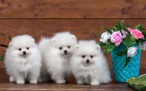 Adorable Pups Gleefully Playing In The Sunshine Wallpaper