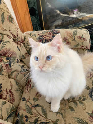 Adorable Ragdoll Cat Lounging In Serenity Wallpaper