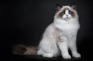 Adorable Ragdoll Cat Lounging On A Couch Wallpaper
