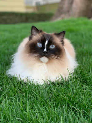 Adorable Ragdoll Cat Lounging On A Couch Wallpaper