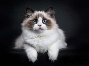 Adorable Ragdoll Cat Lounging On A Wooden Surface Wallpaper