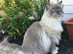 Adorable Ragdoll Cat Relaxing In Sunshine Wallpaper