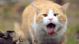 Adorable Red Cat Lounging At Home Wallpaper