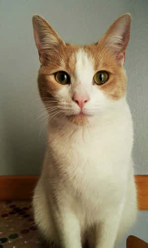 Adorable Red Cat Lounging In Style Wallpaper