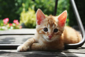 Adorable Red Cat Lounging In Sunlight Wallpaper