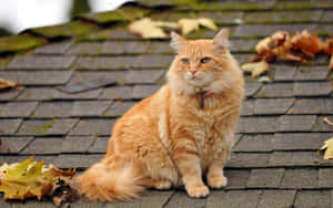 Adorable Red Cat Lounging In The Sun Wallpaper