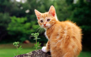 Adorable Red Cat Lounging On A Couch Wallpaper