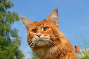 Adorable Red Cat Posing For A Portrait Wallpaper