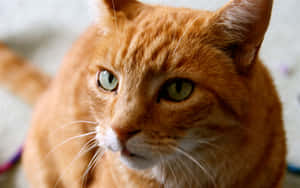 Adorable Red Cat Relaxing On The Floor Wallpaper