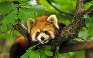 Adorable Red Panda Enjoying Its Meal Wallpaper