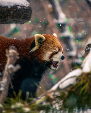 Adorable Red Panda Enjoying The Sunshine Wallpaper