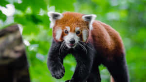 Adorable Red Panda In Its Natural Habitat Wallpaper