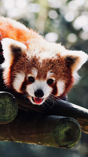 Adorable Red Panda Sitting In A Tree Wallpaper