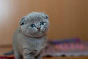 Adorable Scottish Fold Feline Profile Picture Wallpaper