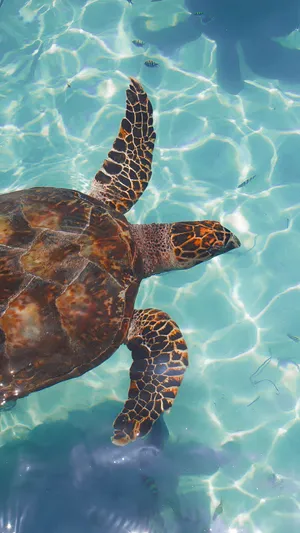 Adorable Sea Turtle Swimming Wallpaper