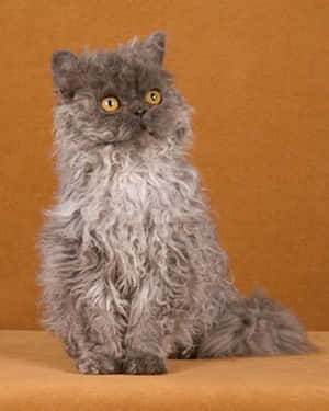 Adorable Selkirk Rex Cat Lounging Wallpaper