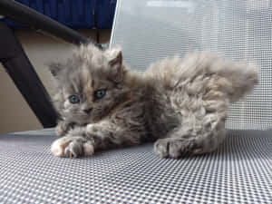 Adorable Selkirk Rex Cat Lounging On A Couch Wallpaper