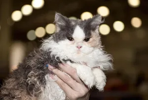 Adorable Selkirk Rex Cat Relaxing On A Carpet Wallpaper