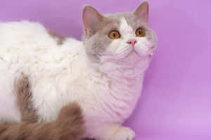 Adorable Selkirk Rex Kitten Playing With A Feather Toy Wallpaper