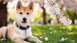 Adorable Shiba Inu Puppy Wallpaper
