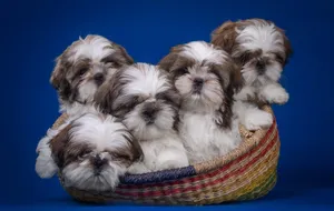 Adorable Shih Tzu Puppies In A Wicker Basket Wallpaper