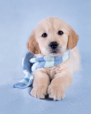 Adorable Show Golden Retriever Puppy Wallpaper