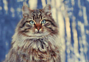 Adorable Siberian Cat Lounging In The Garden Wallpaper