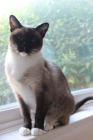 Adorable Snowshoe Cat Relaxing On A Sofa Wallpaper