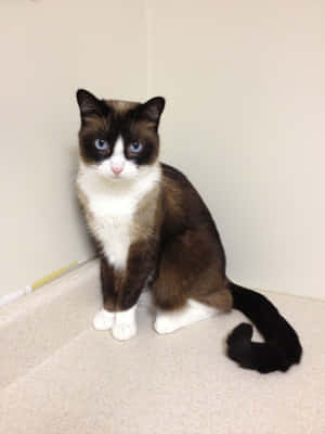 Adorable Snowshoe Cat With Striking Blue Eyes Wallpaper