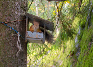 Adorable Squirrel In Finland Forest Wallpaper