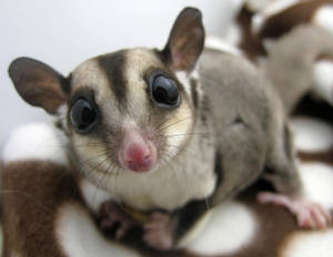 Adorable Sugar Glider Wallpaper