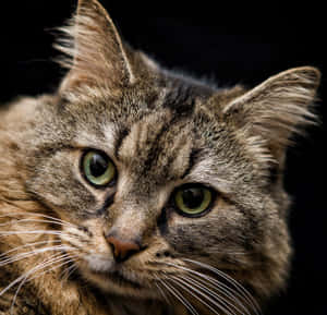 Adorable Tabby Cat Lounging In Sunlight Wallpaper