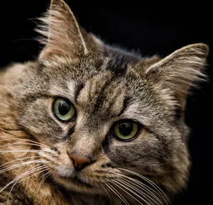 Adorable Tabby Cat Lounging In Sunlight Wallpaper