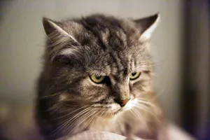 Adorable Tabby Cat Lounging In The Sun Wallpaper