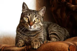 Adorable Tabby Cat Lying On The Bed Wallpaper