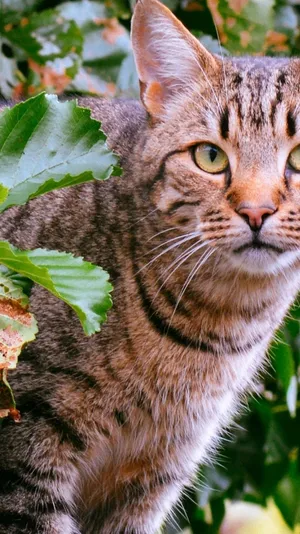 Adorable Tabby Cat Relaxing Wallpaper