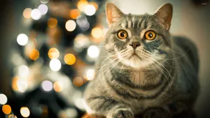 Adorable Tabby Cat Relaxing On A Table Wallpaper