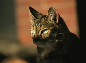 Adorable Tabby Cat Relaxing On The Floor Wallpaper