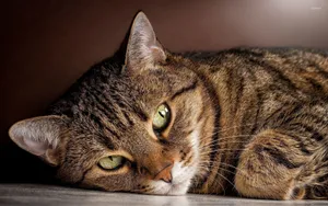 Adorable Tabby Cat Resting On A Chair Wallpaper