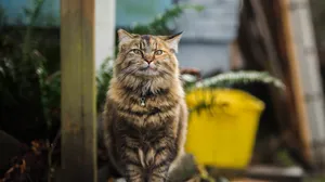 Adorable Tabby Cat With Mesmerizing Eyes Wallpaper