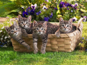 Adorable Tabby Kittens Snuggling In A Basket Wallpaper
