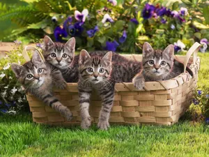 Adorable Tabby Kittens Snuggling In A Basket Wallpaper