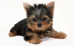 Adorable Teacup Yorkie Pawing Wallpaper